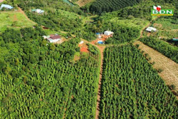 Nhiều người ở Đắk Nông tiếc nuối vì cà phê... tăng giá