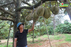 Kinh nghiệm trồng sầu riêng xen canh