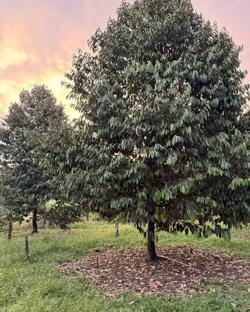 Bón phân phục hồi cho vườn sầu riêng sau thu hoạch ở Tây Nguyên