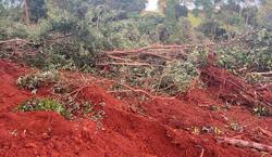 Bắt quả tang đối tượng phá rừng Nam Tây Nguyên