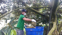 133 vùng trồng sầu riêng Đắk Lắk đang chờ cấp mã số