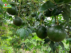 Đắk Nông thêm mùa bơ booth buồn