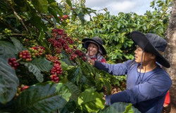 Kiến tạo dư địa mới để giúp ngành hàng cà phê phát triển