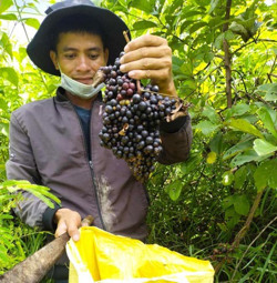 Tây Nguyên mùa “săn” quả