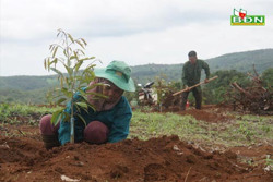 Lo ngại sầu riêng Đắk Nông có thể tăng hơn 3.500 ha