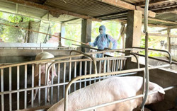 Cảnh báo nguy cơ bùng phát dịch bệnh từ gia súc, gia cầm nhập lậu