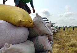 Giá gạo xuất khẩu Việt Nam trở lại đỉnh lịch sử