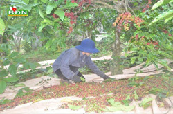 Nông dân Đắk Nông khấp khởi trước vụ thu hoạch cà phê