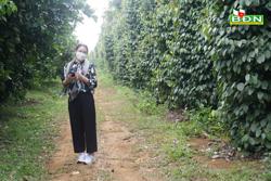 Nhiều nông dân Đắk Nông thu tiền tỷ từ nông nghiệp