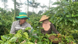Niềm vui của người trồng cà phê