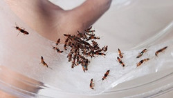 Giao mùa, lại lo kiến ba khoang