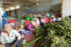 Nhộn nhịp mùa cau