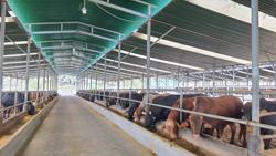 Đắk Lắk trước cơ hội thành thủ phủ chăn nuôi an toàn sinh học