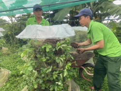 Trồng dâu tây hữu cơ trên trụ lưới