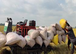 Giá gạo Việt Nam vượt xa Thái Lan tới 92 USD/tấn