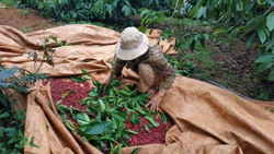 Xây dựng hệ sinh thái cho ngành cà phê