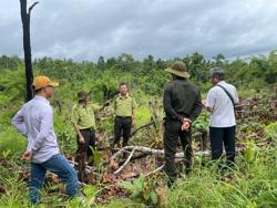 Hơn 500 vụ phá rừng, lấn chiếm đất trong gần 3 năm tại 1 công ty lâm nghiệp