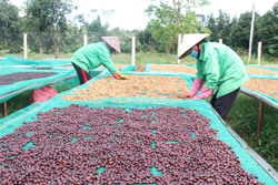 Thị trường còn nhiều dư địa của cà phê Việt Nam