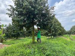 Kỹ thuật tạo tán và tỉa cành cho cây sầu riêng