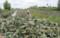 Thị trường trái cây: Nơi tăng mạnh, nơi giảm sâu