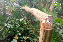 Đắk Nông bắt quả tang đối tượng phá trắng 2.700m2 rừng