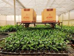 Giống chanh leo rởm khiến nhà nông và doanh nghiệp lao đao