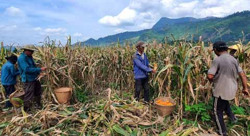 Tăng thu nhập từ chuyển đổi cây trồng ở Yang Mao