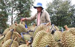 Mùa sầu riêng hỗn loạn: [Bài 1] Nhiều bất cập, lắm nỗi lo