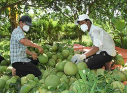 Gỡ khó cho nông sản khi lên sàn