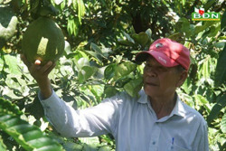 Cách kiếm lời 500 triệu đồng của nông dân Nguyễn Văn Kha