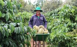 Mùa sầu riêng hỗn loạn: [Bài 2] Bẻ gãy liên kết, nông dân chịu thiệt