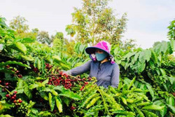 Nhiều triển vọng cho ngành cà phê