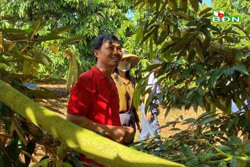 Kinh nghiệm chăm sầu riêng mùa cơi lá