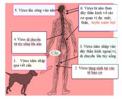 Trường hợp thứ 4 tử vong nghi do bệnh dại