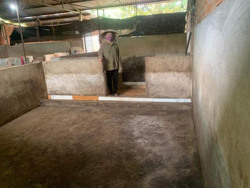 Nhiều rủi ro, người chăn nuôi lợn e dè tái đàn