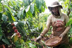 Nguy hại từ cà phê bột giả (Kỳ 2)