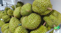 Sầu riêng lại lên cơn sốt giá, doanh nghiệp có lúc không mua được trái nào