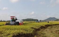 Cơ hội để gạo Việt Nam lập phân khúc mới