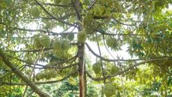 Vùng trồng sầu riêng gắn liền với mùa vụ ở Việt Nam