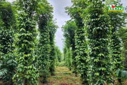 Đắk Nông kỳ vọng hồ tiêu nuôi cấy mô