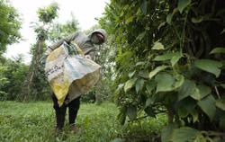 60% lượng hồ tiêu tuân thủ các yêu cầu dư lượng thuốc bảo vệ thực vật
