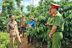 Giữ bình yên cho mùa thu hoạch cà phê ở Đắk Nông