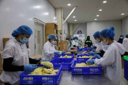 Nâng cao chất lượng nông sản: Giải pháp từ đào tạo công nhân nông nghiệp