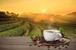 Giá cà phê xuất khẩu giảm mạnh sau khi Việt Nam bước vào vụ thu hoạch 2023-2024