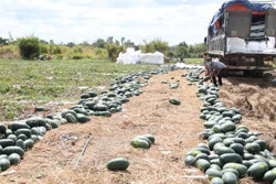 Dưa hấu Việt Nam được phép xuất khẩu chính ngạch sang Trung Quốc