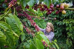 Thủ phủ cà phê được mùa, được giá