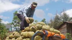 Thương lái bỏ cọc, gây loạn giá sầu riêng