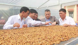 Bảo đảm nguồn cung tín dụng niên vụ cà phê 2023 - 2024