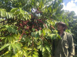 Cải tiến kỹ thuật và ứng dụng công nghệ trong sản xuất cà phê