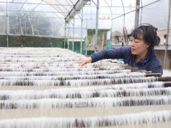 Làng miến Chi Lăng tất bật vào vụ Tết